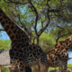 African Safaris in Tanzania