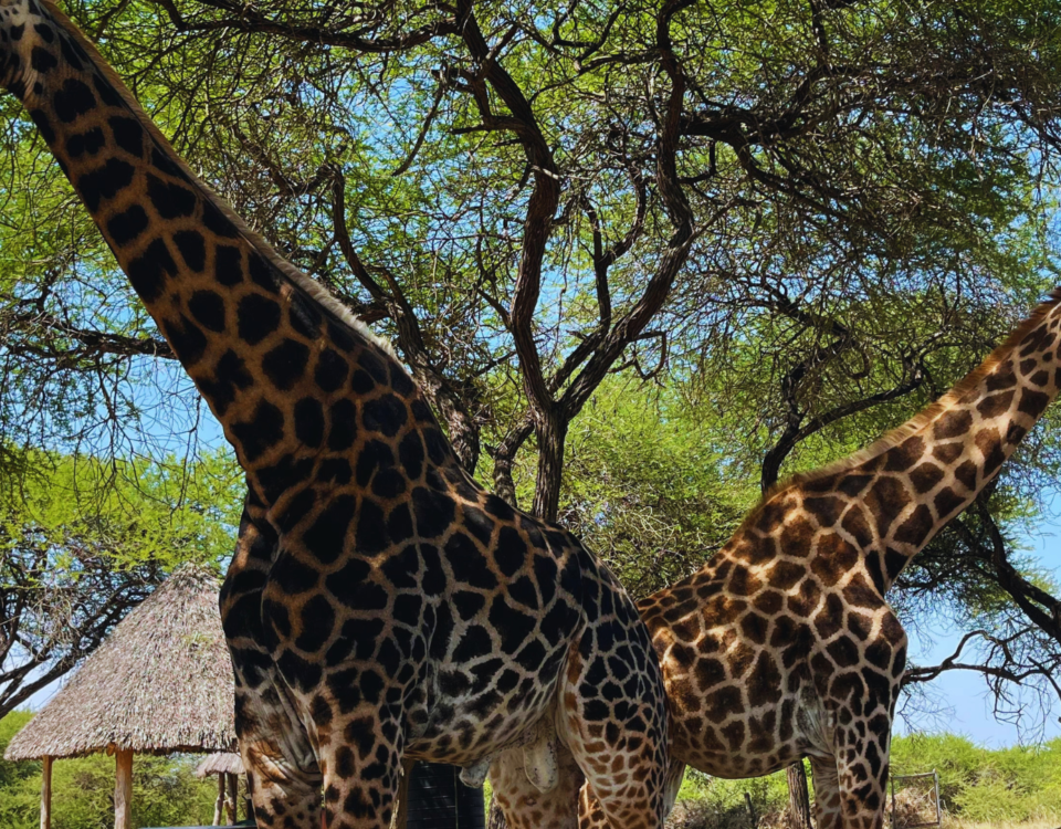 African Safaris in Tanzania