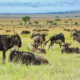 African Safari Tours Serengeti