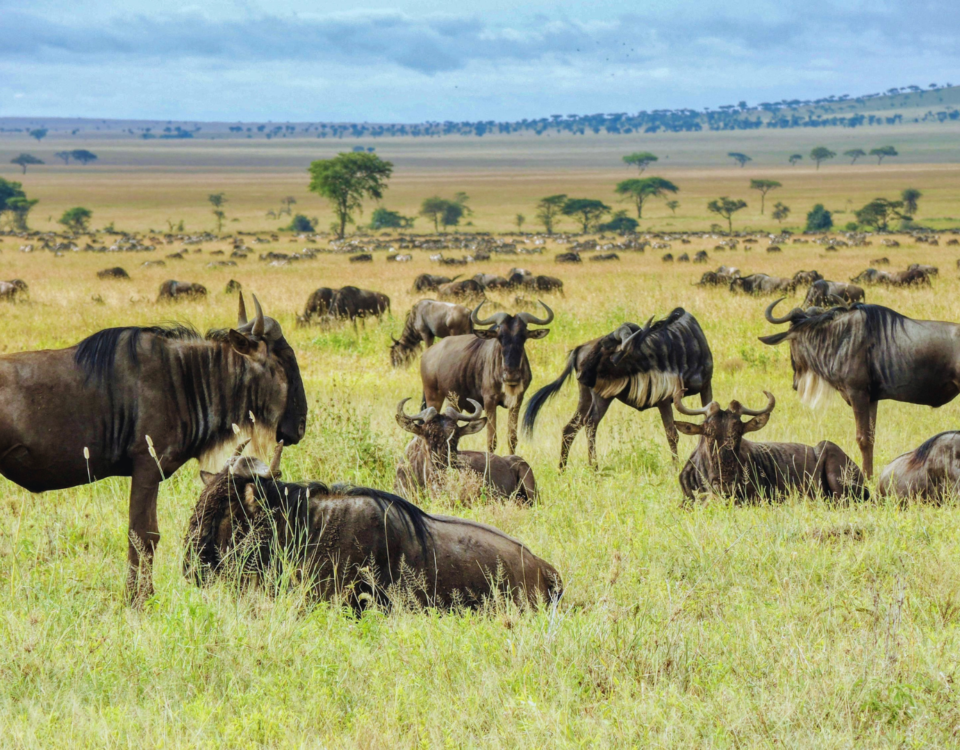 African Safari Tours Serengeti