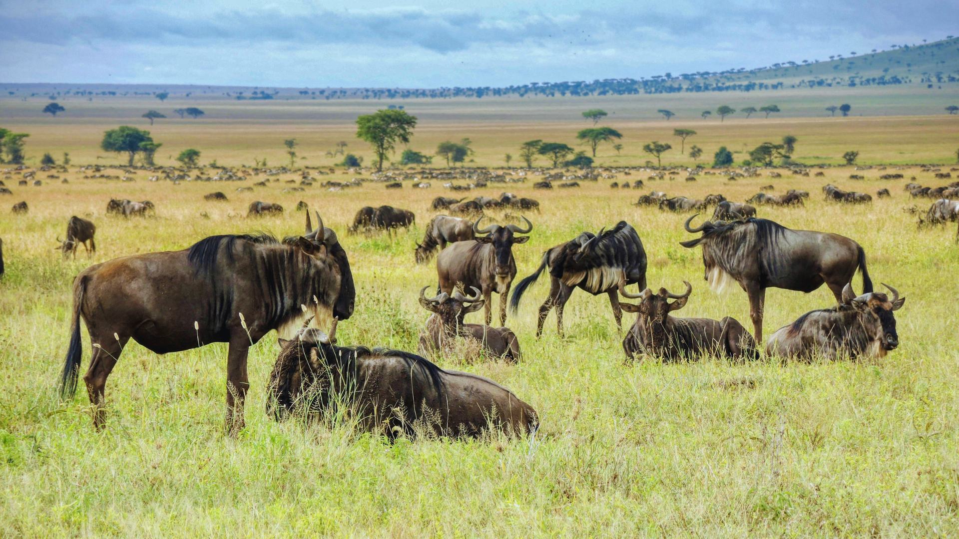 Tanzania Great Migration Safaris