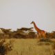 African Safari Tours Serengeti
