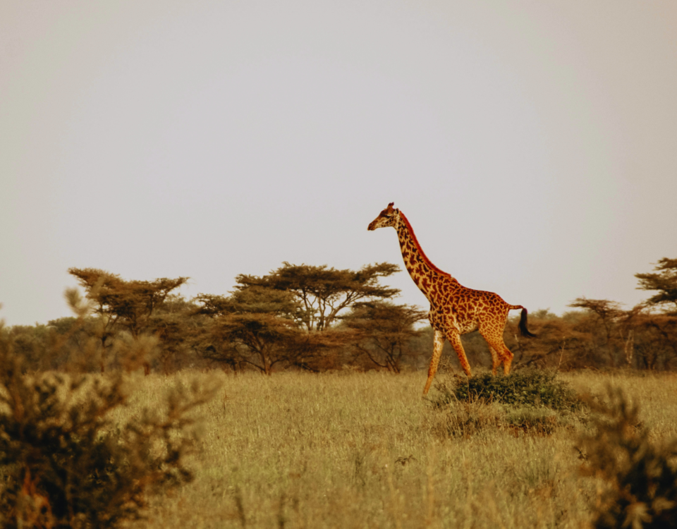 African Safari Tours Serengeti