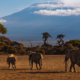 Tanzania Safari Packages
