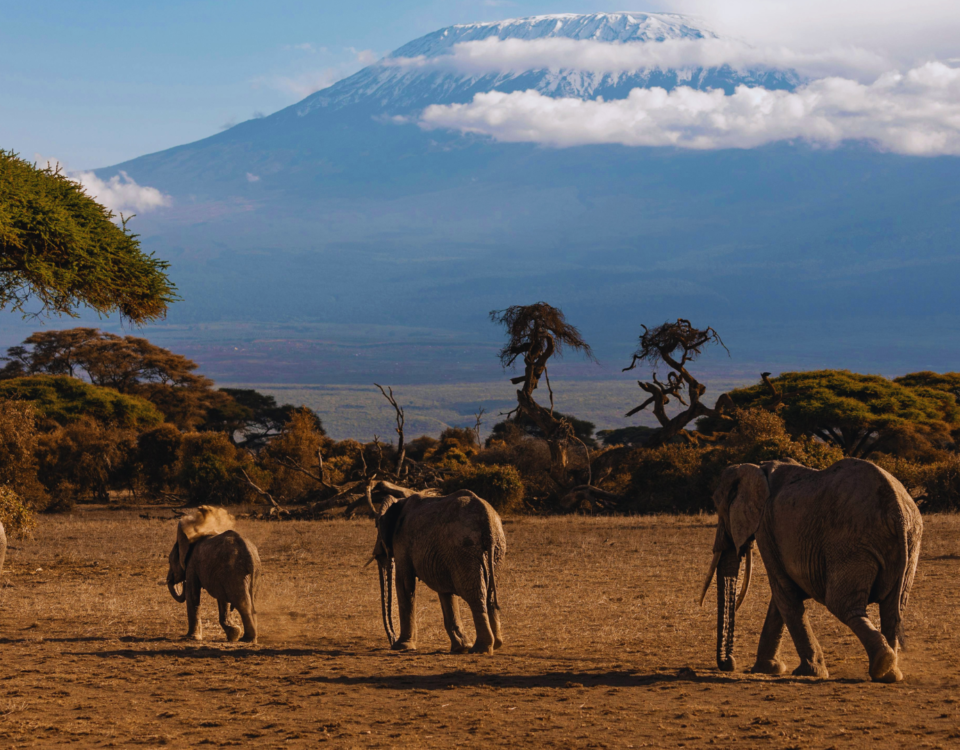 Tanzania Safari Packages