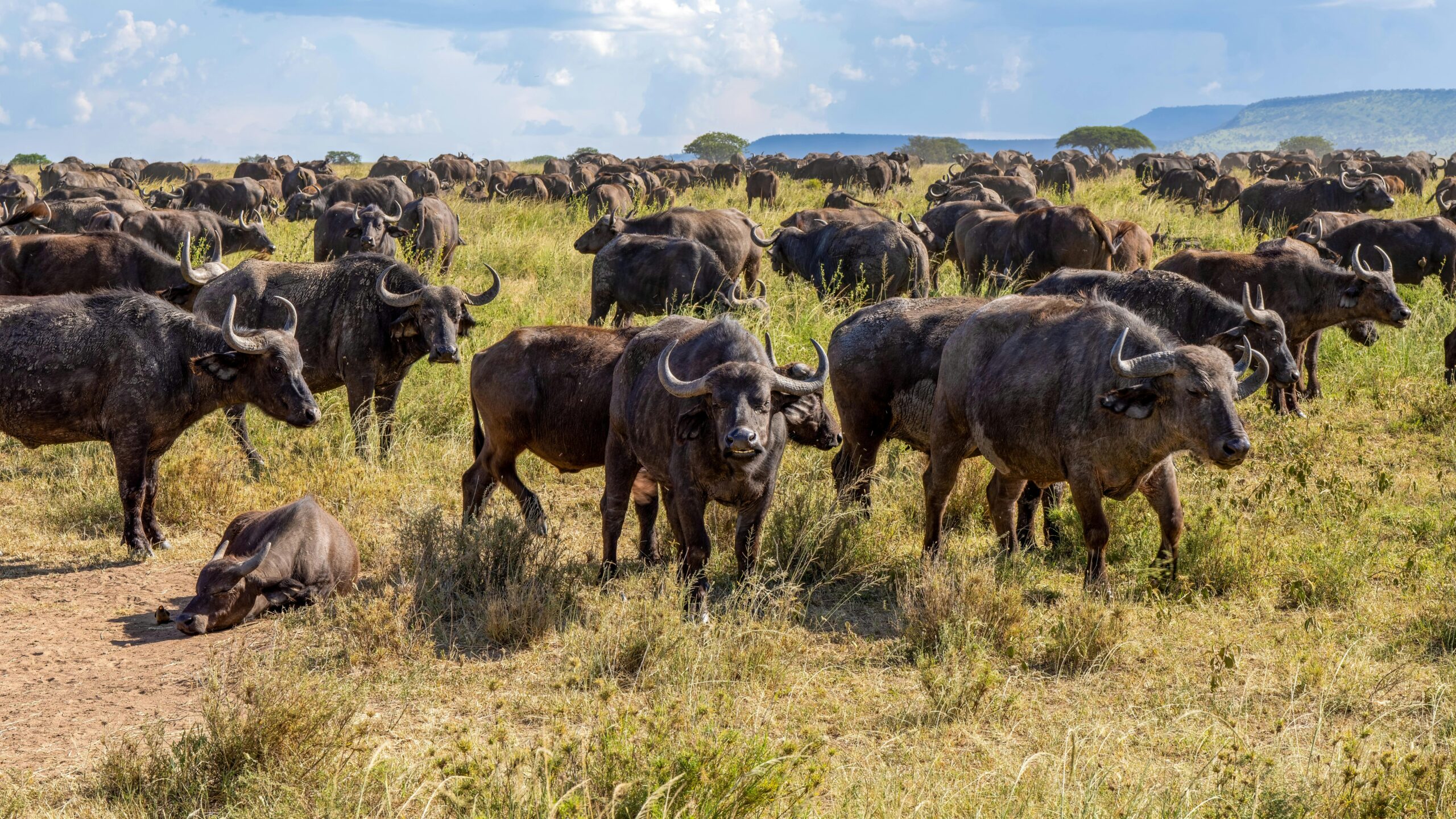 Katavi National Park