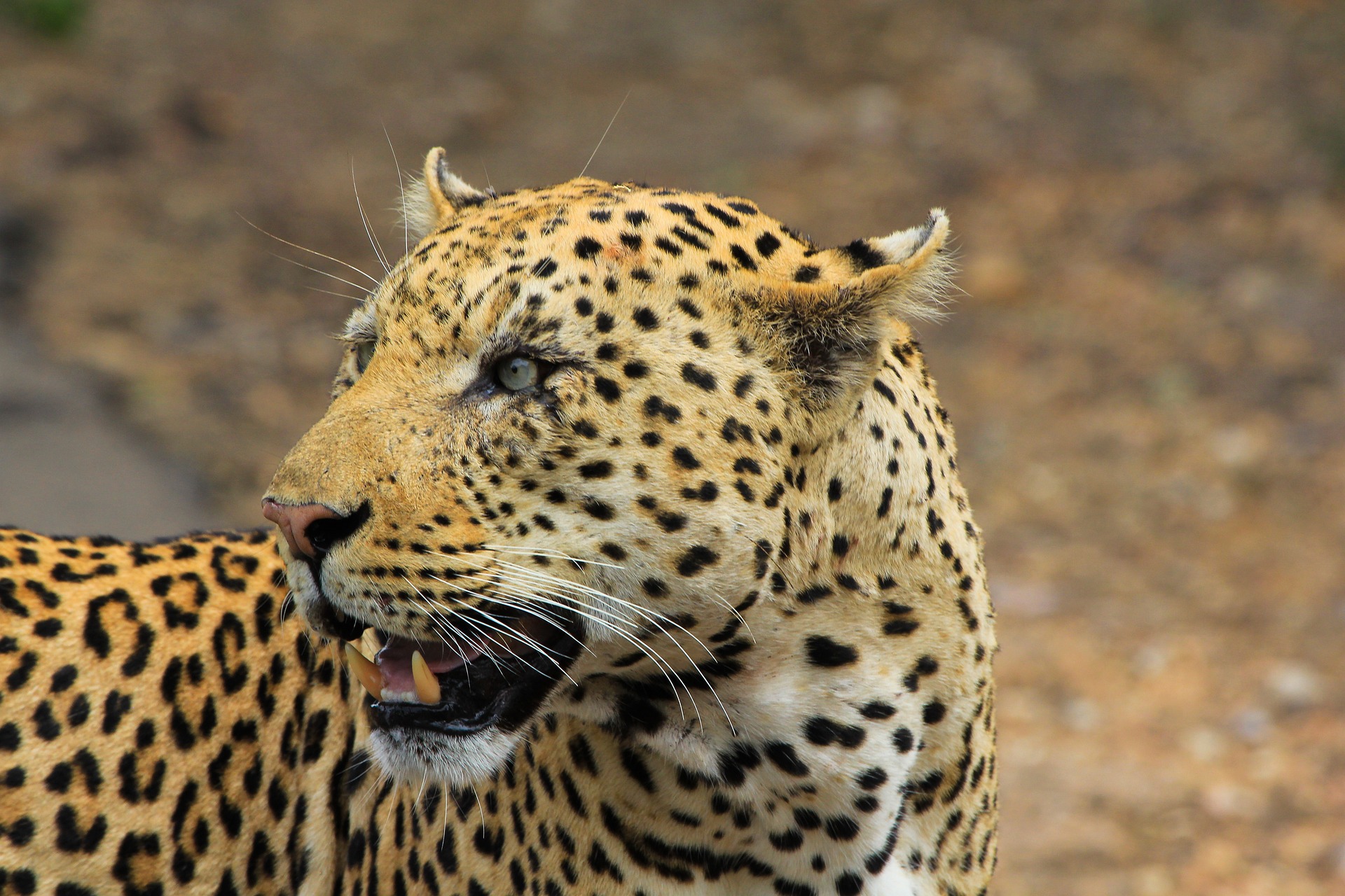 Animals in Tanzania
