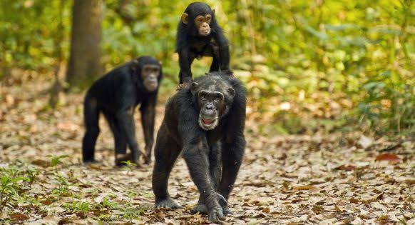 Tanzania Chimpanzee Trekking