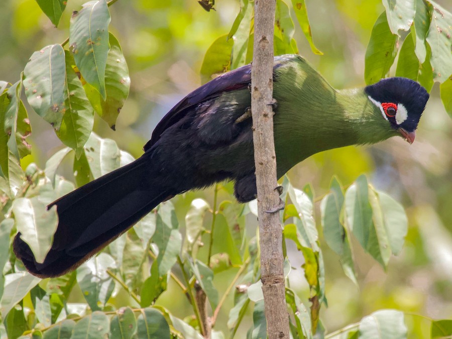 Tanzania Birding Tours