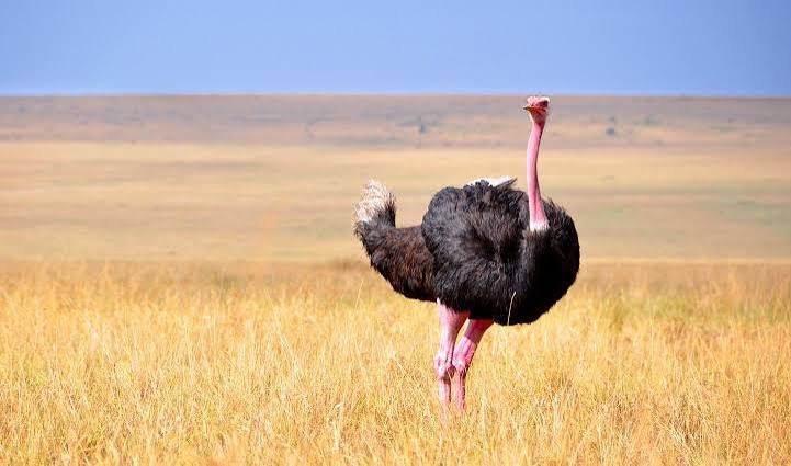 Birding Tours in Tanzania