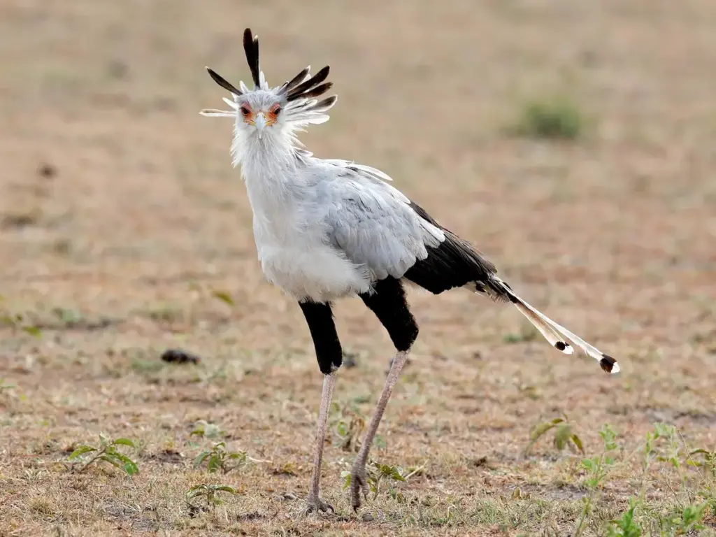 Birding in Tanzania