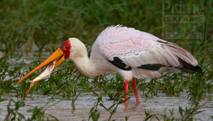 Tanzania Bird Species
