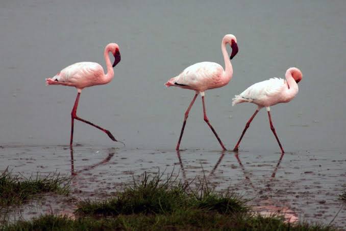 Tanzania Birding Safaris and Tours