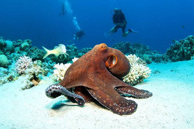 Scuba Diving in Tanzania